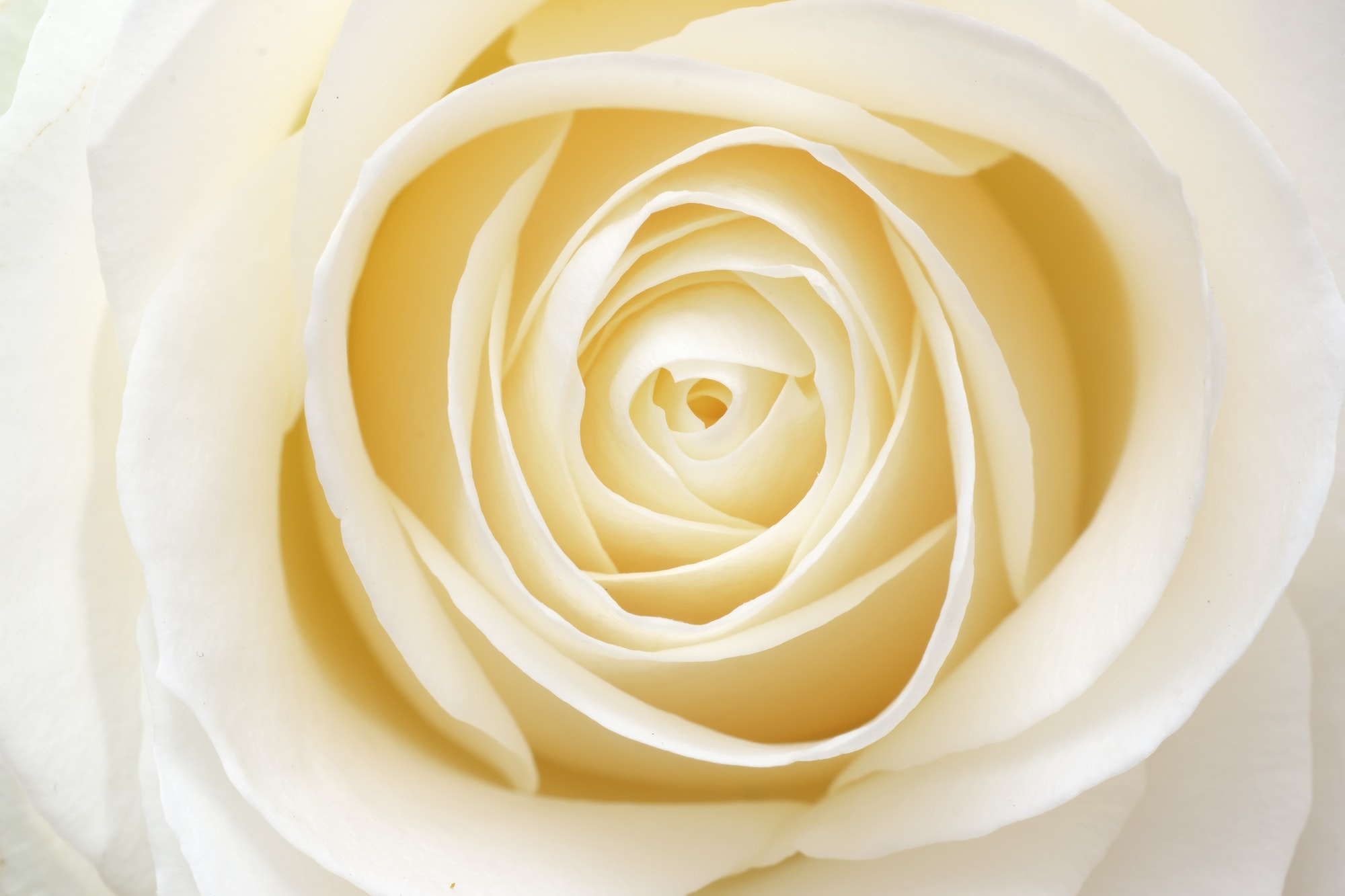 Beautiful fresh white rose
